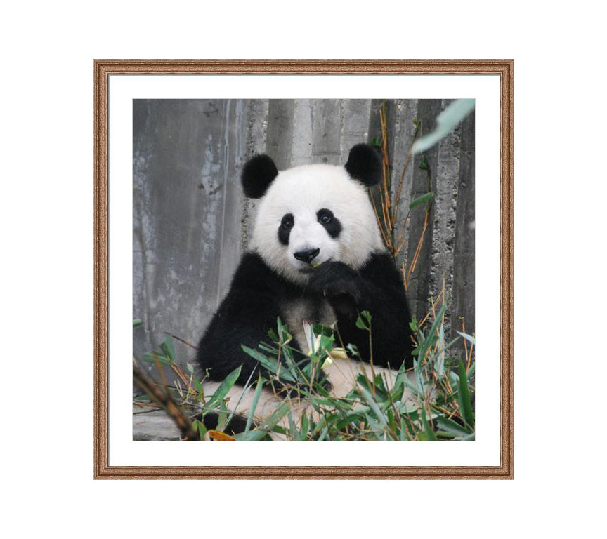 102 brown wooden frame