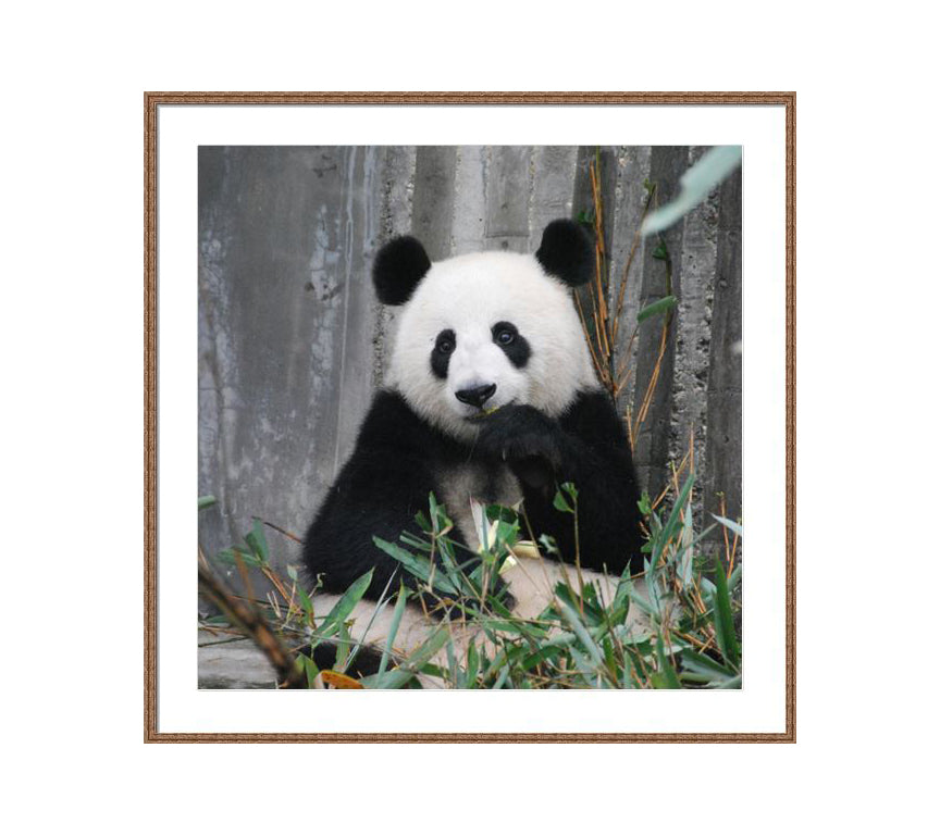 102 brown wooden frame