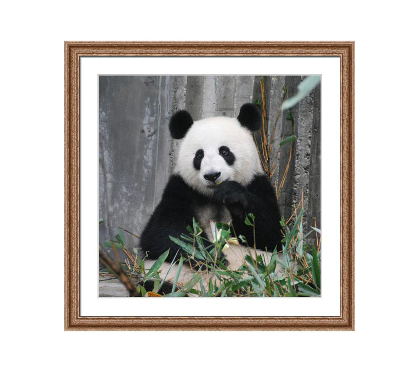 102 brown wooden frame