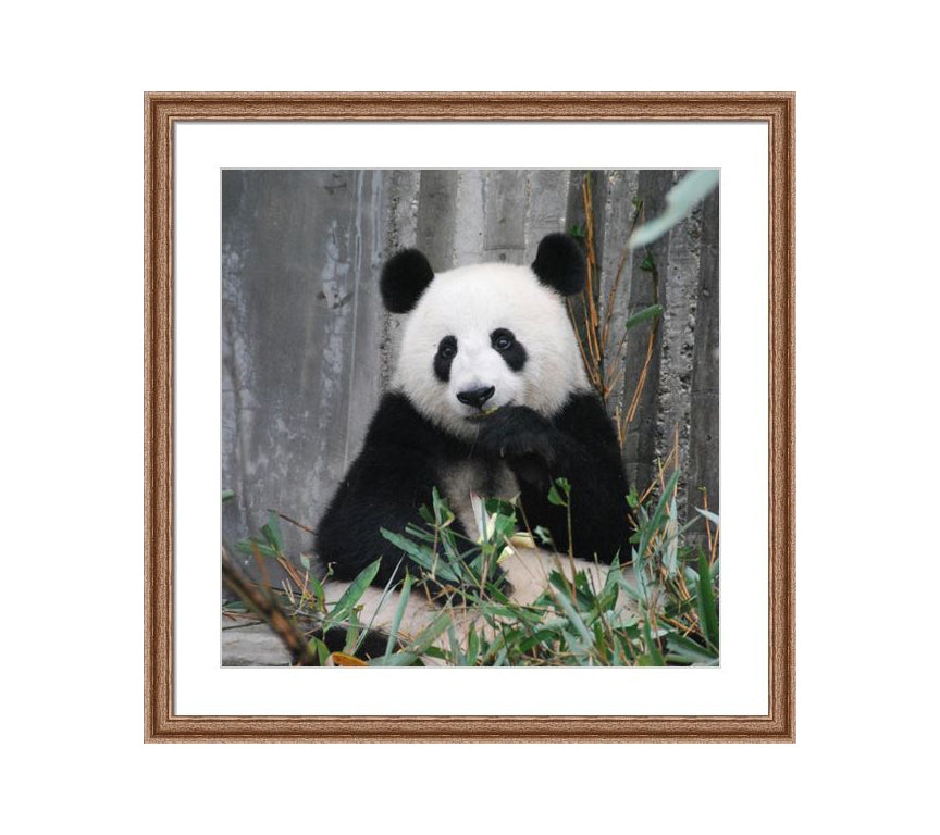 102 brown wooden frame