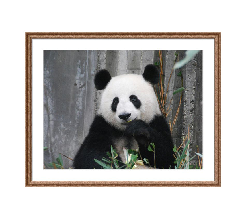 102 brown wooden frame