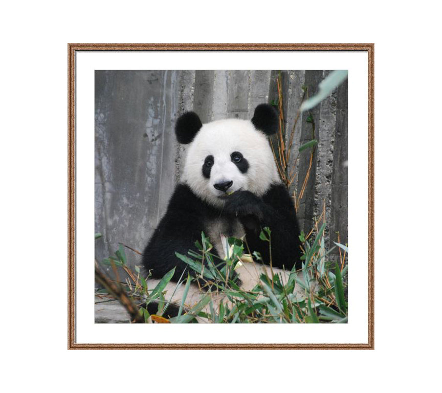 102 brown wooden frame