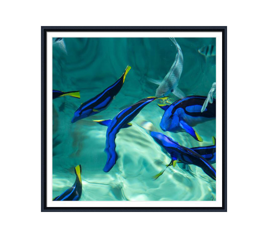 152 black wooden frame