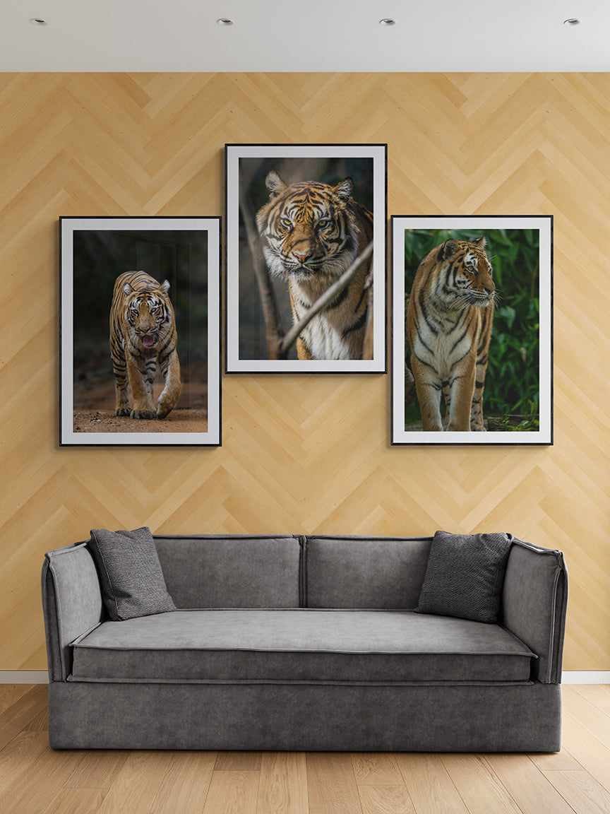 The Tiger Trilogy